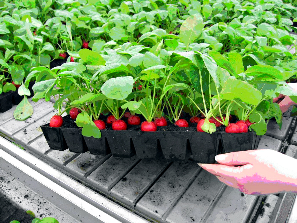 Какие огородные культуры можно и нужно посадить на огороде под зиму