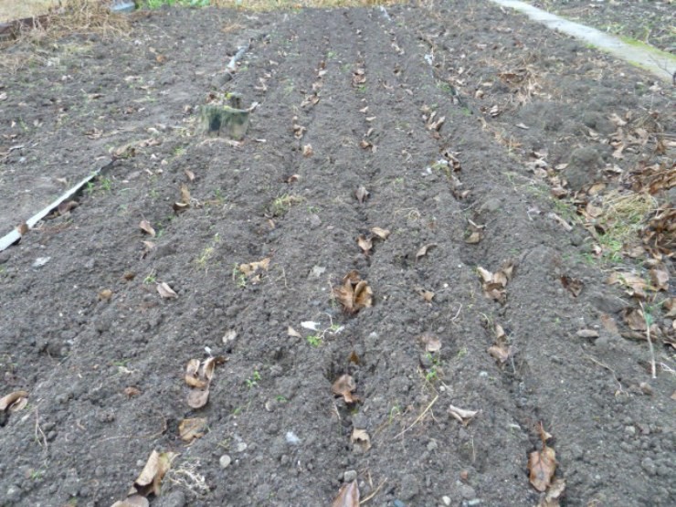 Что посадить под зиму? 20+ культур для подзимних посевов. фото — ботаничка