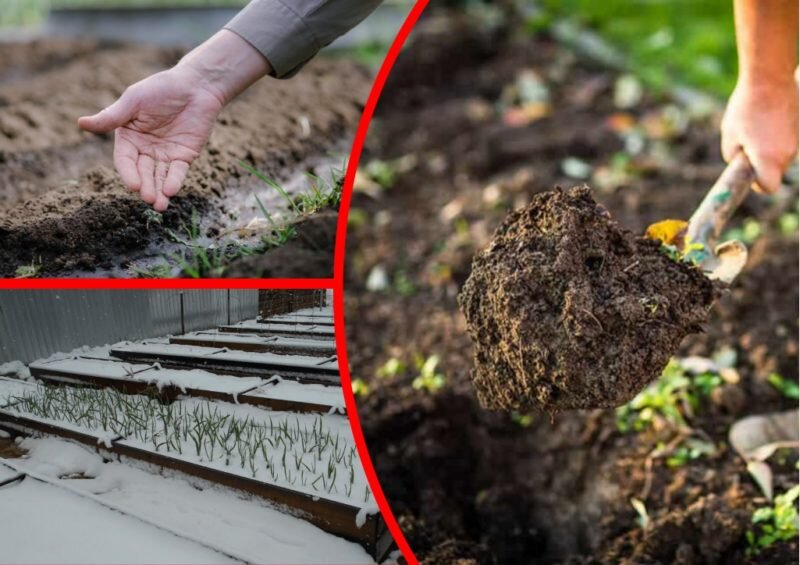 Что сажают в огороде под зиму - посев семян овощей, зелени, цветов и деревьев