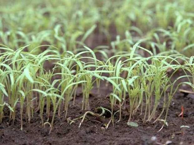 Что сажают в огороде под зиму - посадка свеклы, редиса, гороха, лука, чеснока и зелени