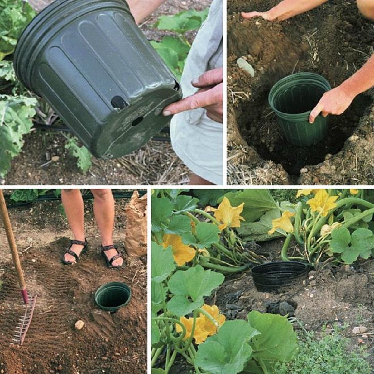 После чего можно сажать чеснок под зиму: лучшие предшественники