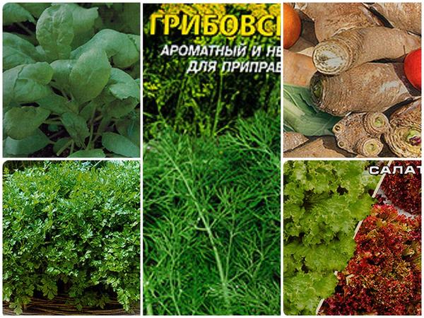 Топ-8 овощей которые можно сажать под зиму