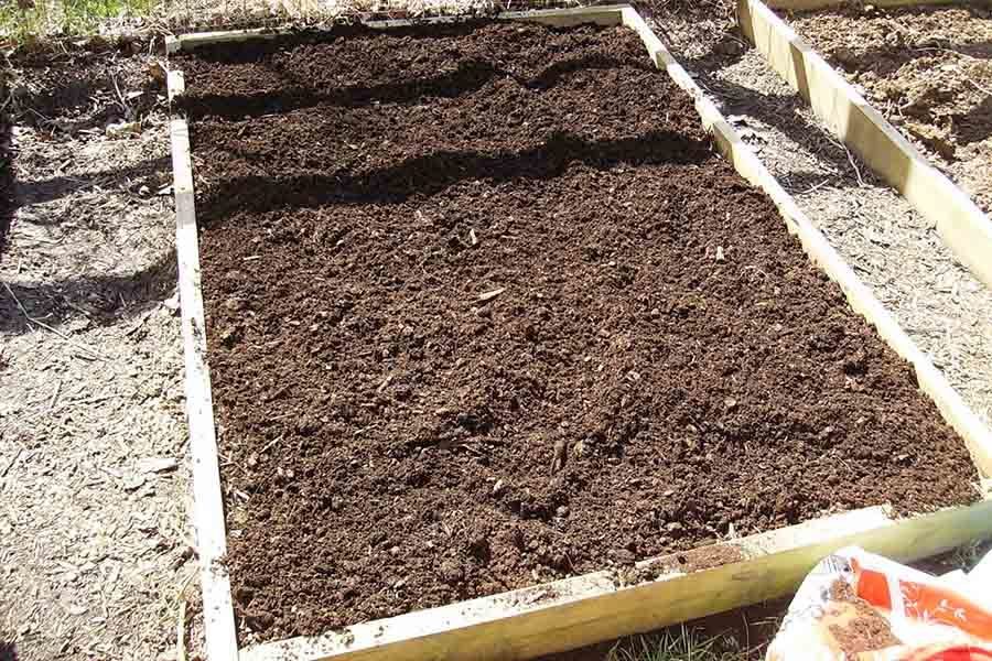 30 однолетников, которые можно посадить семенами осенью под зиму и как правильно посеять