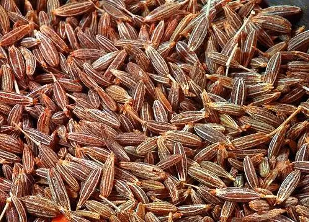 Что можно посадить под зиму из овощей и зелени: список подходящих огородных культур