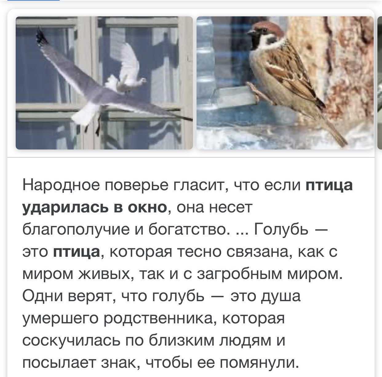 Жива природа, в отличие от людей, не утеряла связь с тонкими материями Время от времени, при неплохом настроении, флора и фауна дает подсказки человеку К