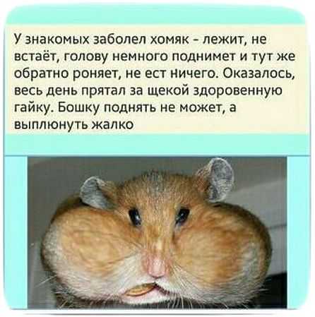 К чему снится хомячок: что это значит, белый, черный, рыжий, большой, маленький, в руках, много
