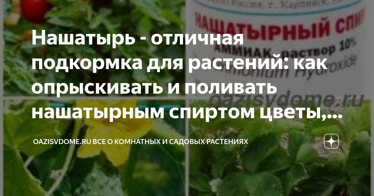 Применение нашатырного спирта в саду и огороде