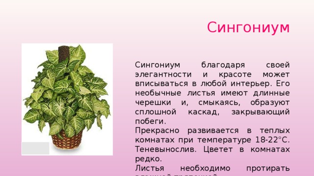 Растение синадениум: уход в домашних условиях