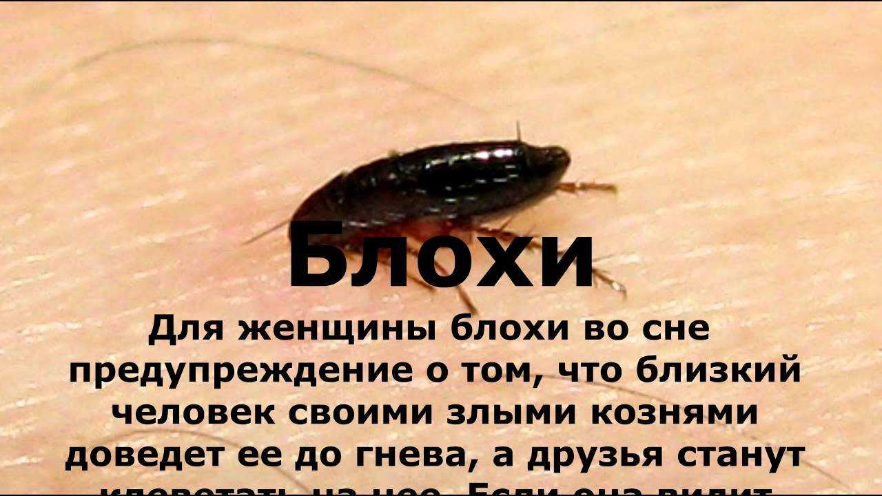 К чему снятся вши и гниды в голове, давить их во сне