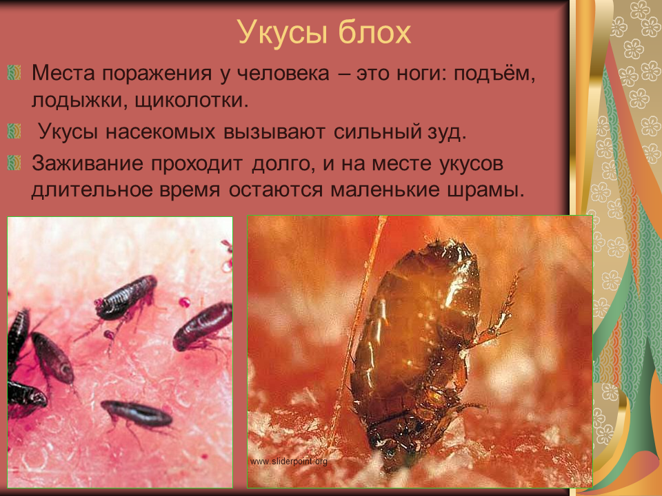 Выпроваживаем незваных гостей или как быстро избавиться от блох в доме или квартире