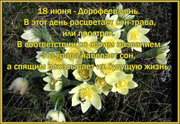 18 июня народный календарь - дорофеев день, воробьиные ночи