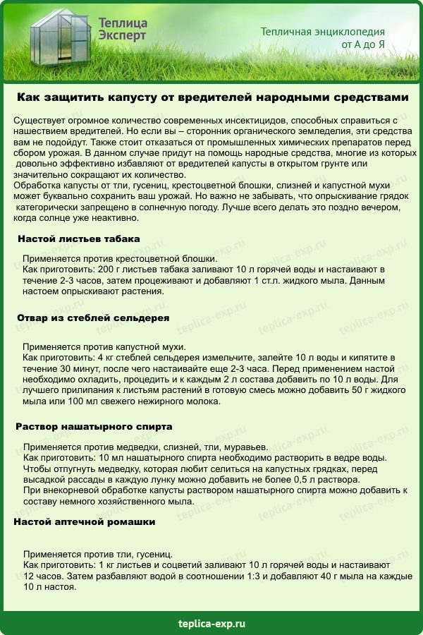 Обработка капусты уксусом от вредителей - как правильно провести, пошаговые инструкции