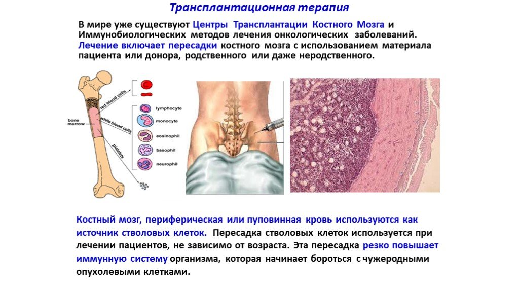 Костный мозг: какие функции выполняет, где находится и как выглядит, строение и особенности кроветворной системы