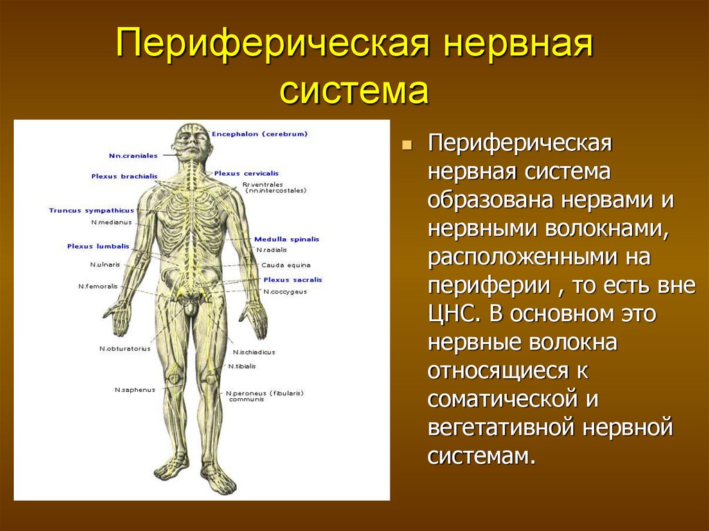 Периферическая нервная система: строение, функции, заболевания