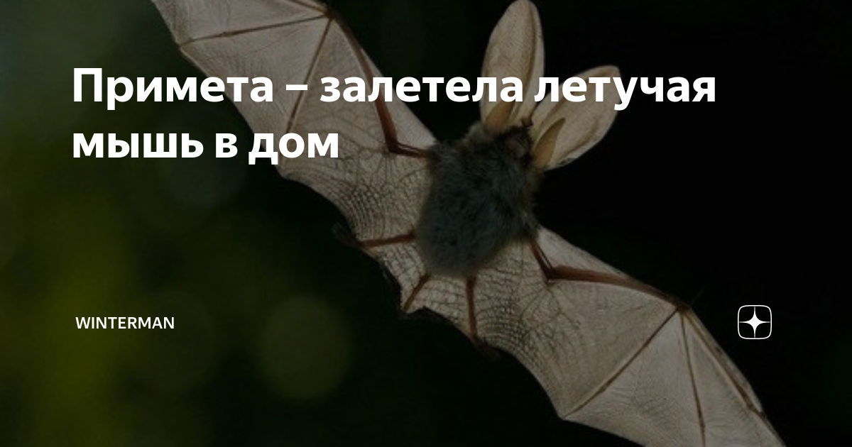 Если залетела летучая мышь в дом или квартиру - приметы и суеверия