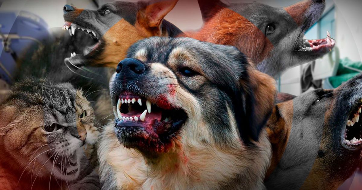 Бешенство у собак: симптомы и признаки, формы течения, опасность для человека, существует ли лечение бешенства у собак
