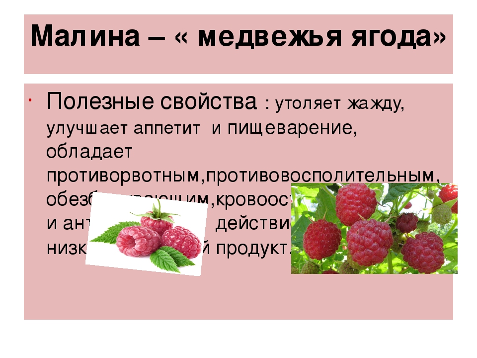 Малина: польза и вред для здоровья, свойства, калорийность