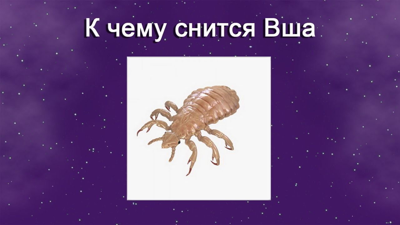 К чему снятся вши в волосах у ребенка по сонникам миллера, цветкова, ванги, фрейда