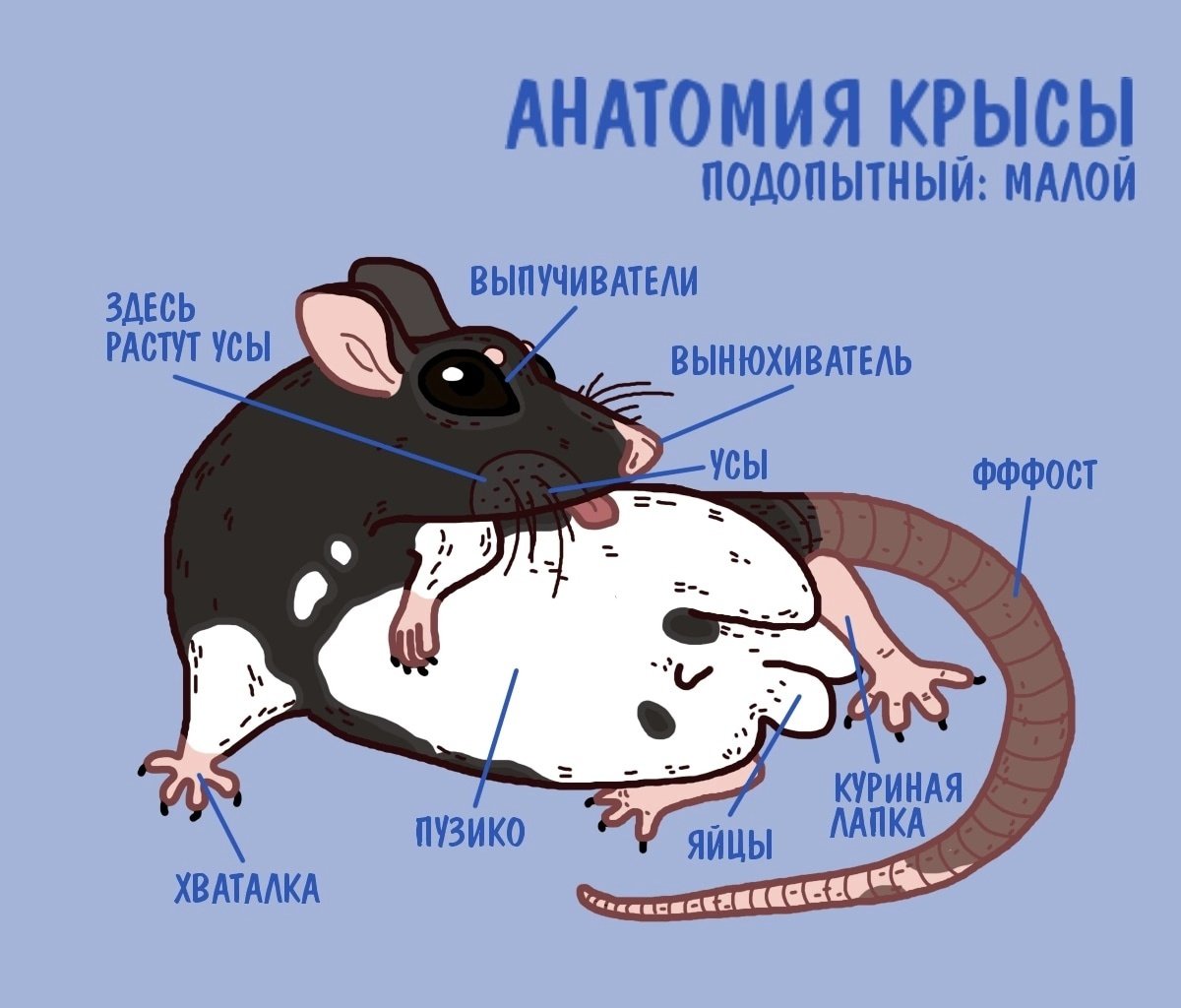 Крысы и мыши