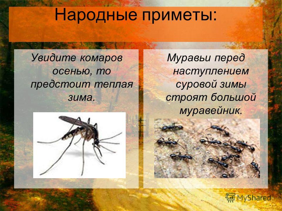 К чему появляются муравьи в доме - главные приметы, стоит ли избавляться от насекомых