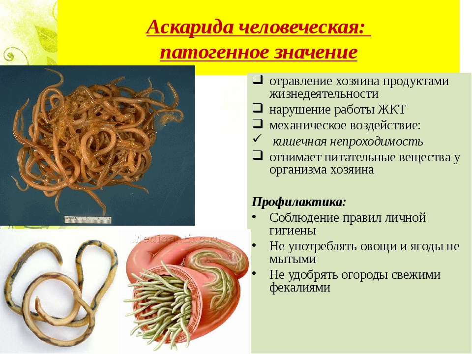 Как могут передаваться глисты от человека к другому человеку?