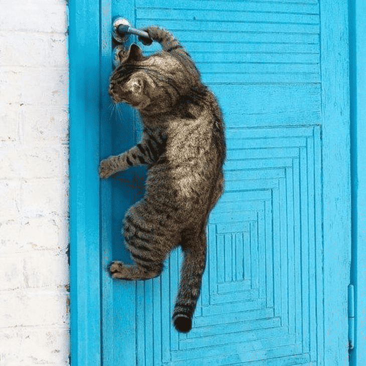 Чужая кошка на пороге дома — к счастью или неприятностям?