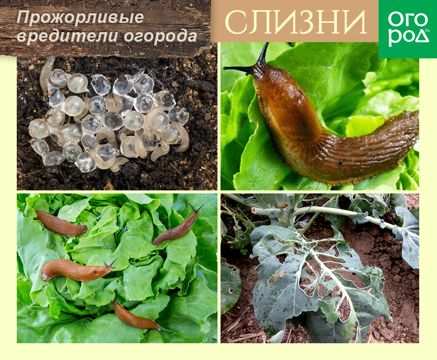 10 эффективных способов борьбы со слизнями без химии