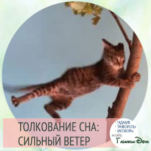 Психология сна: как трактовали их фрейд и юнг