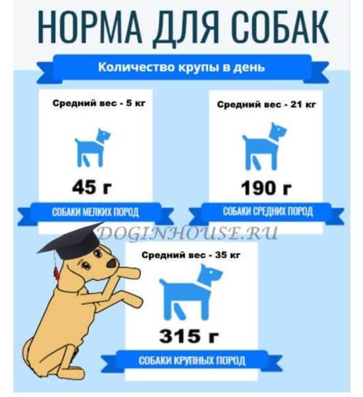 Можно ли собаке кашу