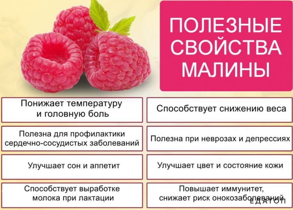 Полукустарник со сладкими ягодами, малина – польза и вред для здоровья Ознакомьтесь с домашними рецептами приготовления отваров и настоев, противопоказаниями к употреблению