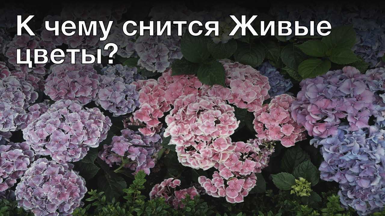 К чему снятся комнатные цветы - толкование сна по сонникам
