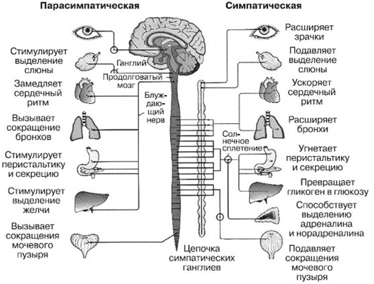 Симпатическая нервная система: определение, функции и примеры
