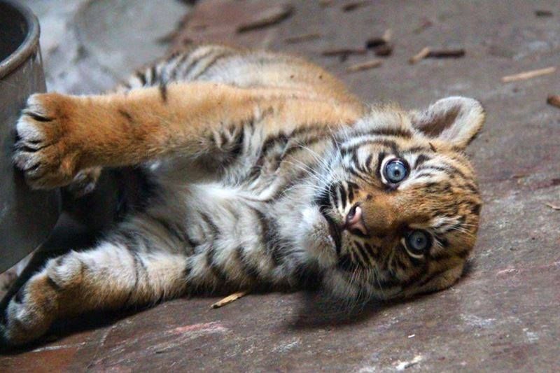 К чему снится тигренок 🐯 - топ 32 толкования по разным сонникам 📚: что значит если приснился маленький белый или черный ласковый и добрый тигр в доме женщине и мужчине