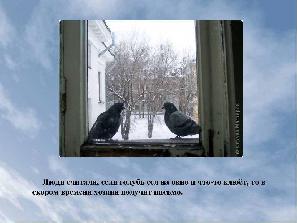 Голубь залетел в окно, дом или квартиру: примета