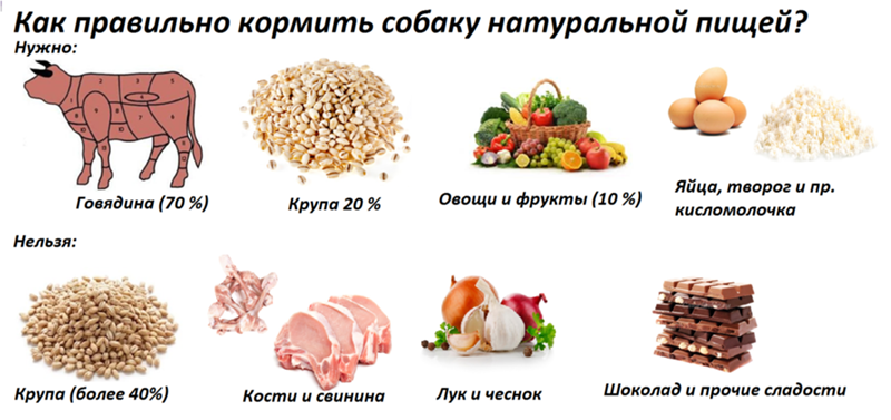 Печень собакам: можно ли давать и какую, рецепты для питомца