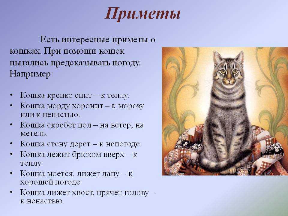 Народные приметы про кошек: к чему умываются, чихают, умирают