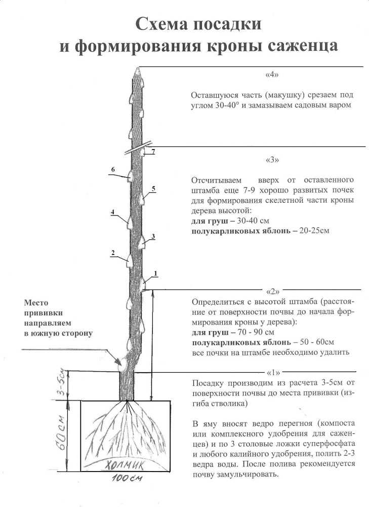 Колоновидные плодовые деревья - преимущества, правила посадки, особенности ухода