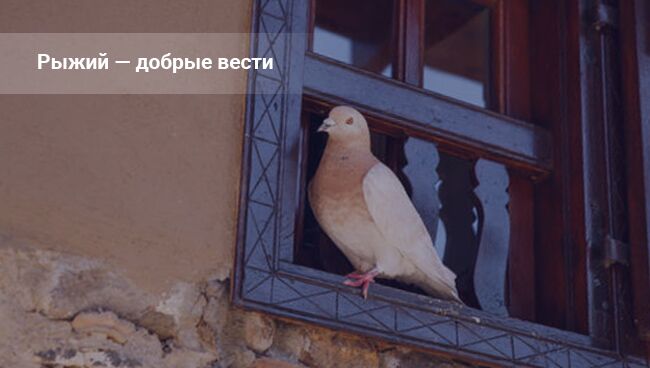 Голубь залетел в дом примета