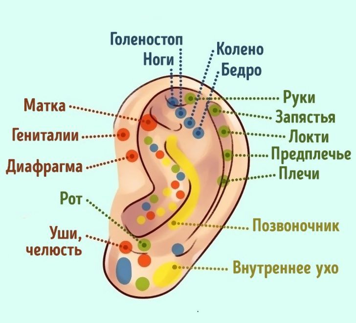 Как делать массаж ушей для оздоровления организма