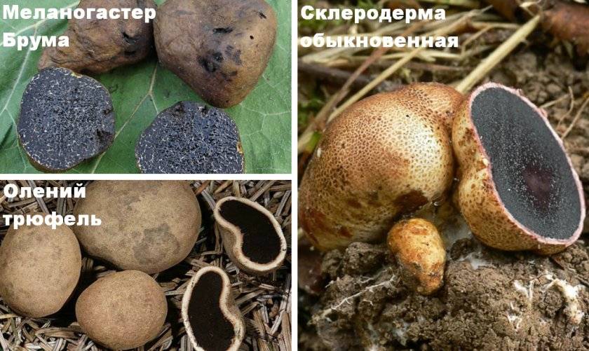 Трюфели в россии: где найти и как вырастить?