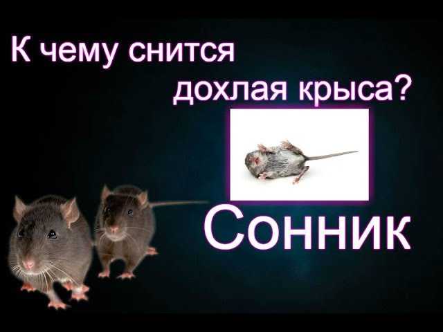 К чему снятся мыши и крысы, если приснились трупы грызунов или живые животные: зачение сна по сонникам