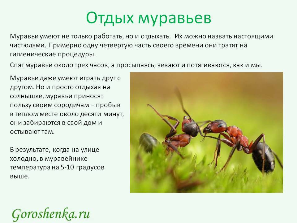 Народные приметы про муравья (муравьев)