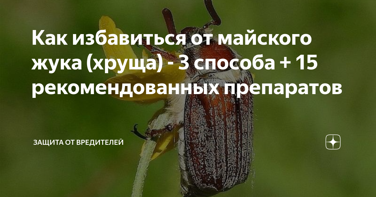 Борьба с личинками майского жука на клубнике: чем и когда обработать