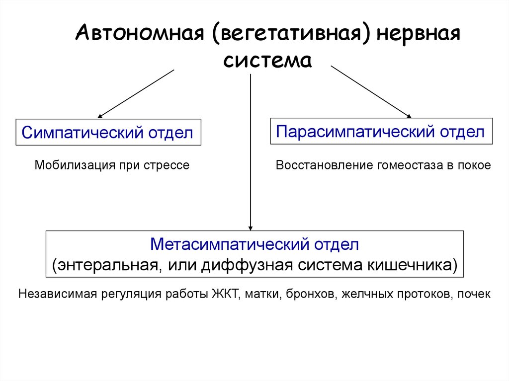 Симпатический и парасимпатический отделы вегетативной нервной системы: что это?
