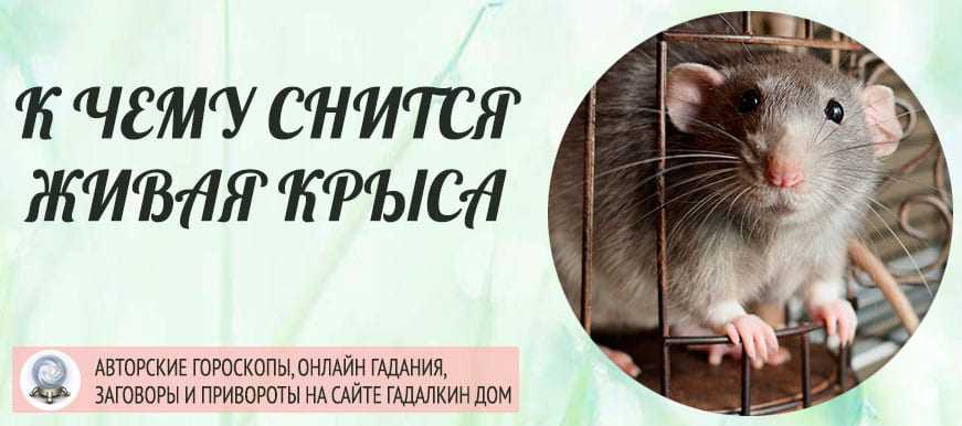 Мертвые крысы: как расшифровываются по сонникам?