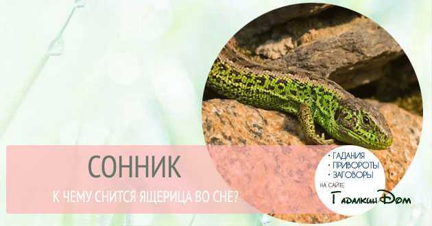 К чему снится ящерица: сонник про ящериц