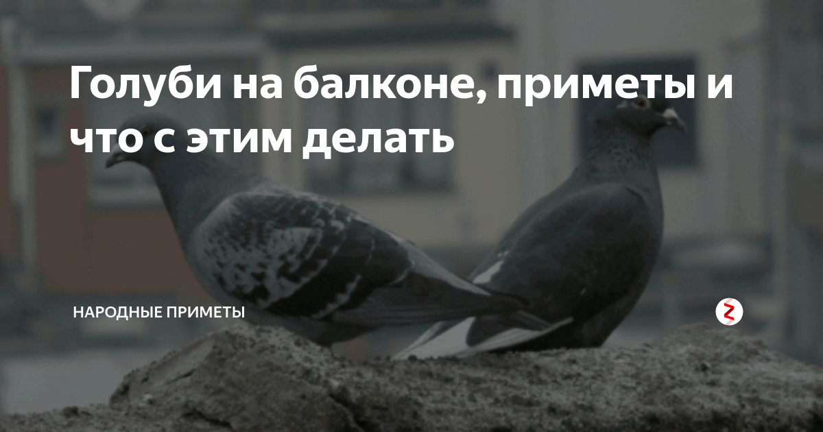 Голубь залетел в окно — примета и её толкование, что означает цвет птицы