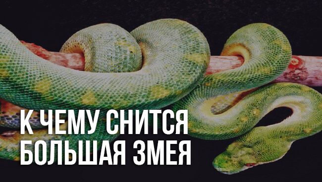 Сонник: напала змея. значение и толкование сновидения, что предвещает