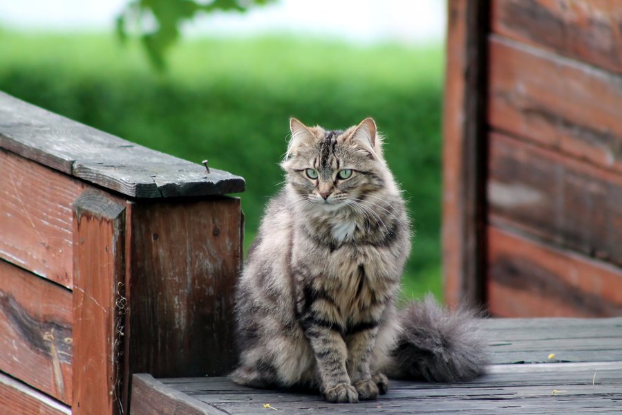 Кошка в доме: приметы и поверья, это хорошо или плохо