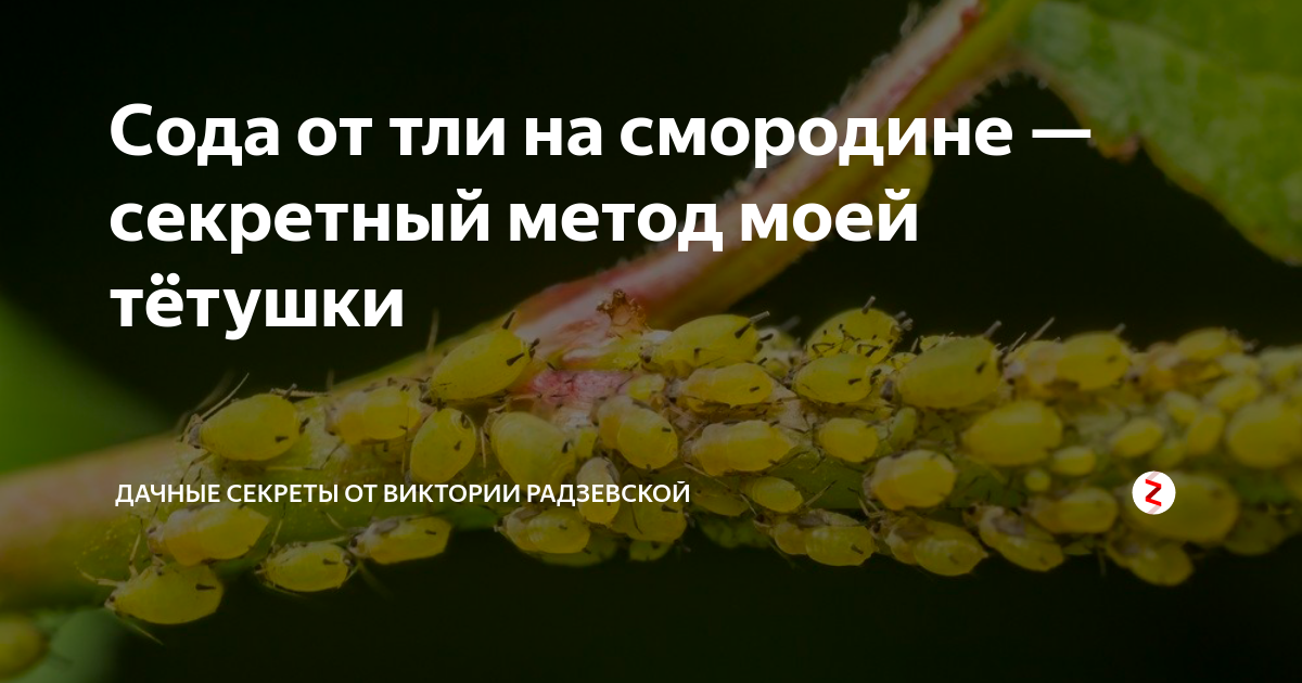Побороть тлю поможет обычная сода!